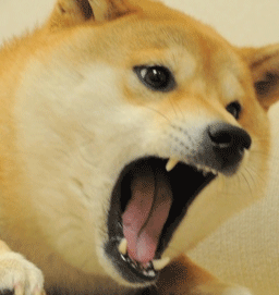 [doge intensifies].gif